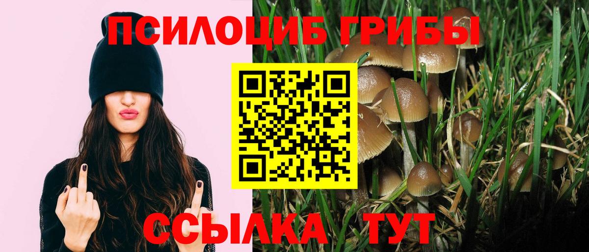 Псилоцибиновые грибы Cubensis Щёкино