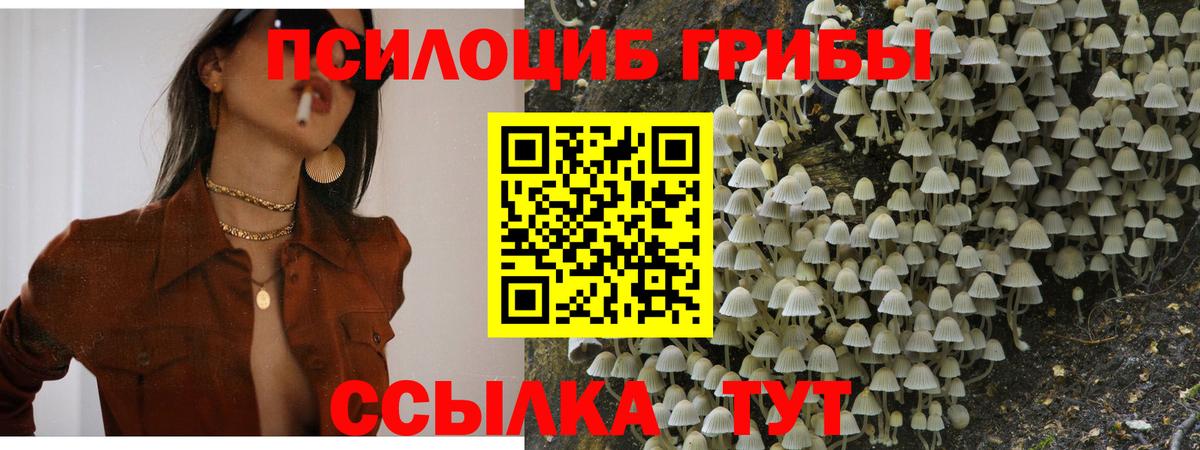 Щёкино  Галлюциногенные грибы Psilocybe  сколько стоит  Вход с VPN 